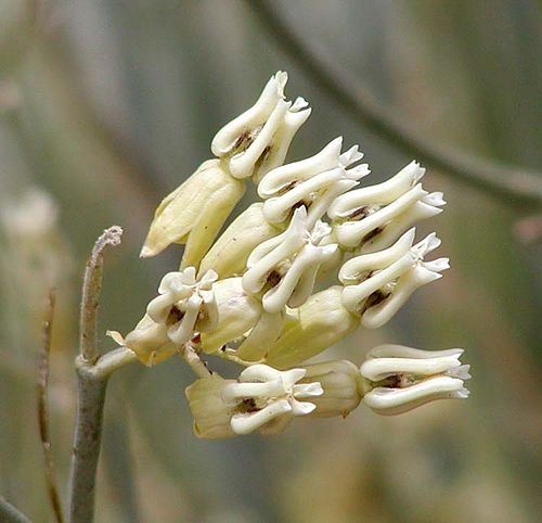 Asclepias subulata